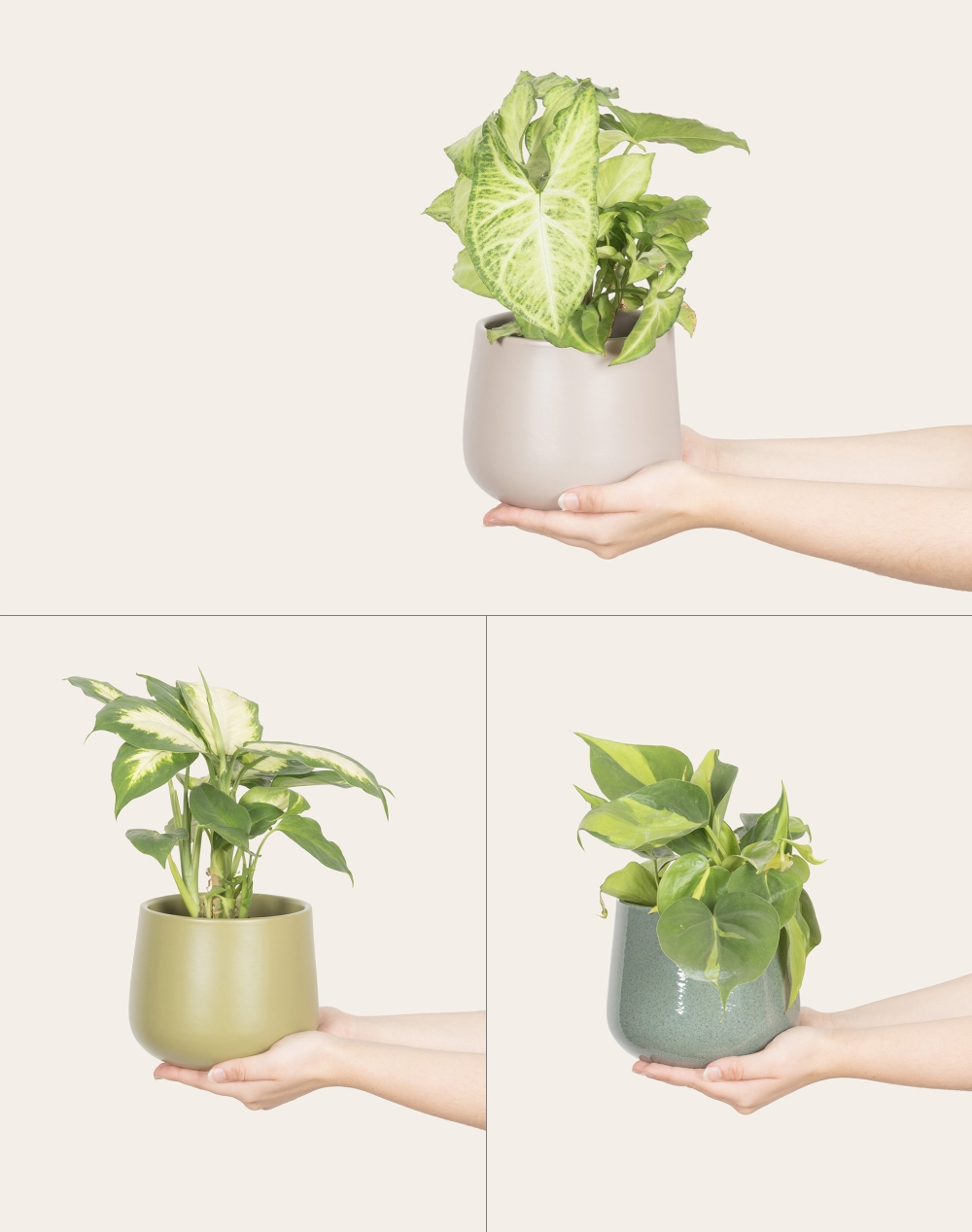 Trio de plantes vertes faciles d'entretien