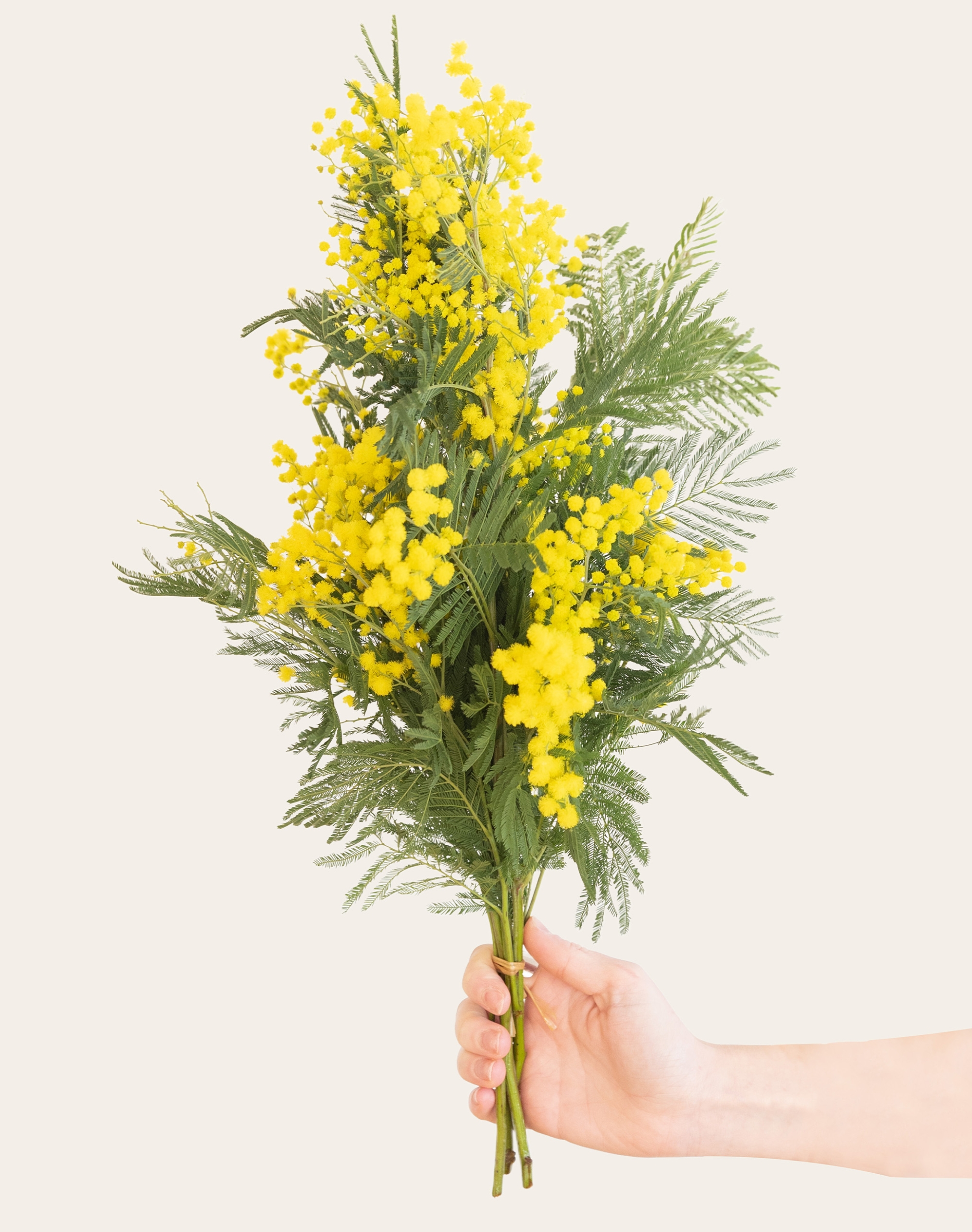 Petite botte de Mimosa