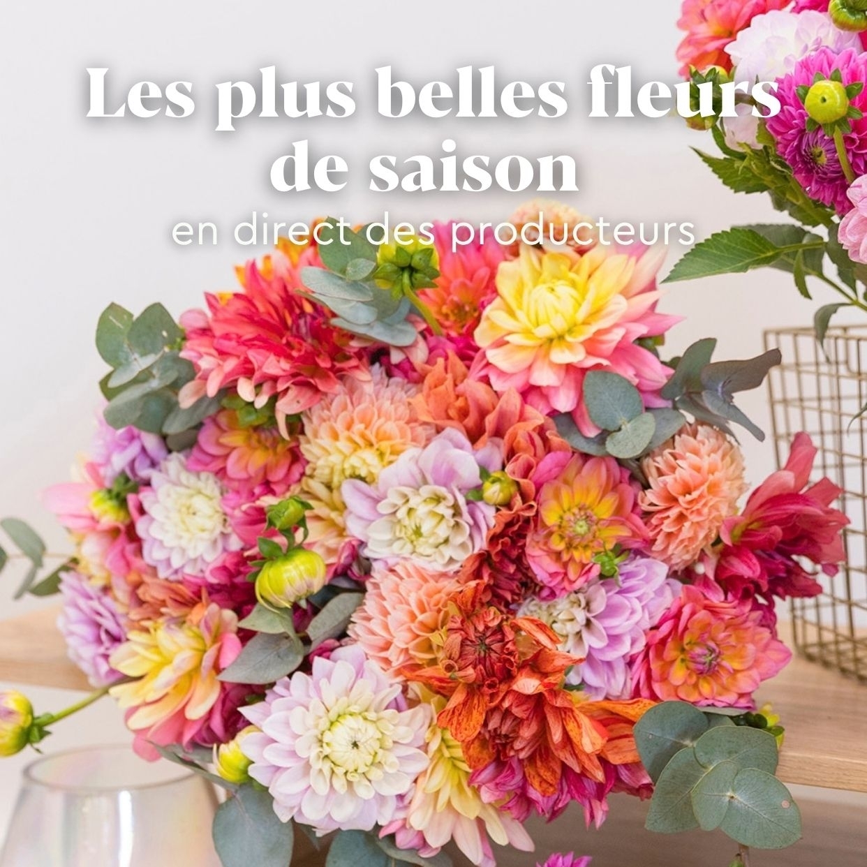 Les plus belles fleurs d’Automne En direct de nos producteurs
