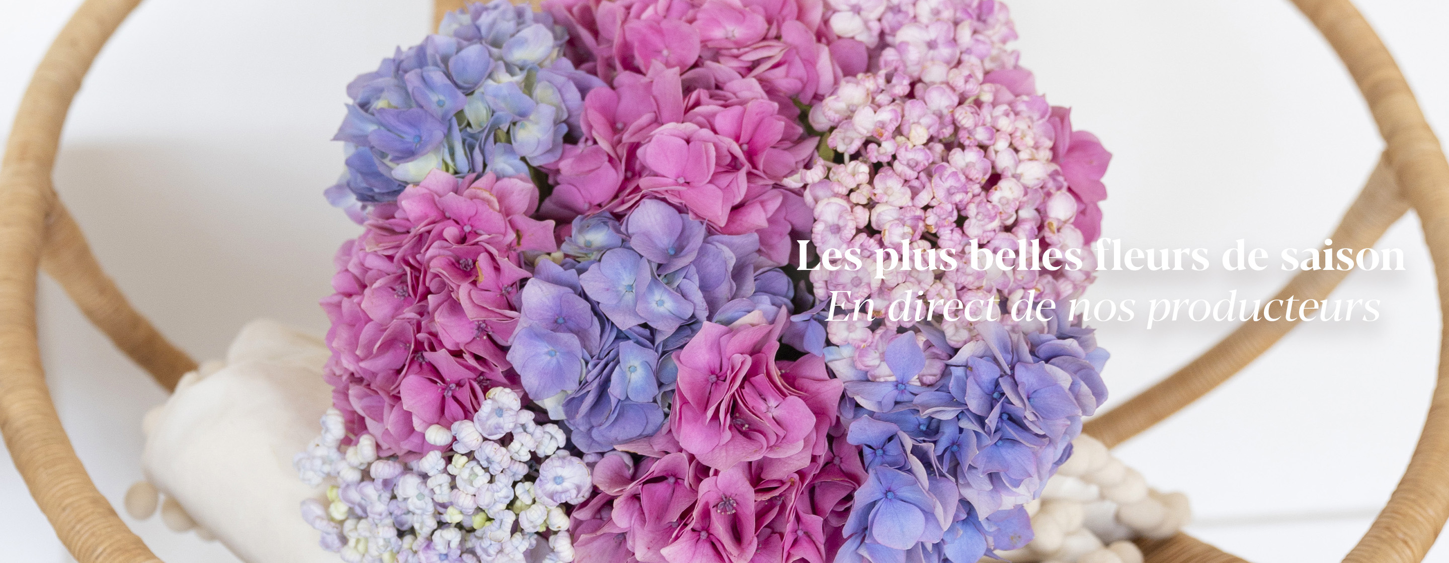 Les plus belles fleurs de saison En direct de nos producteurs