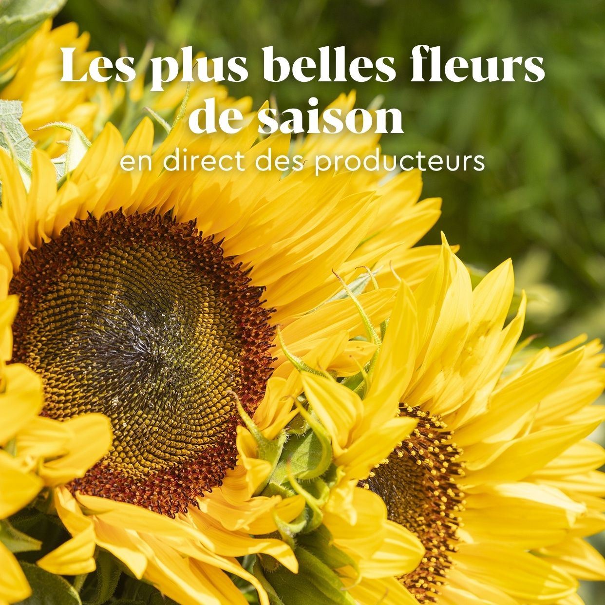 Fleurs de saison : Tournesols