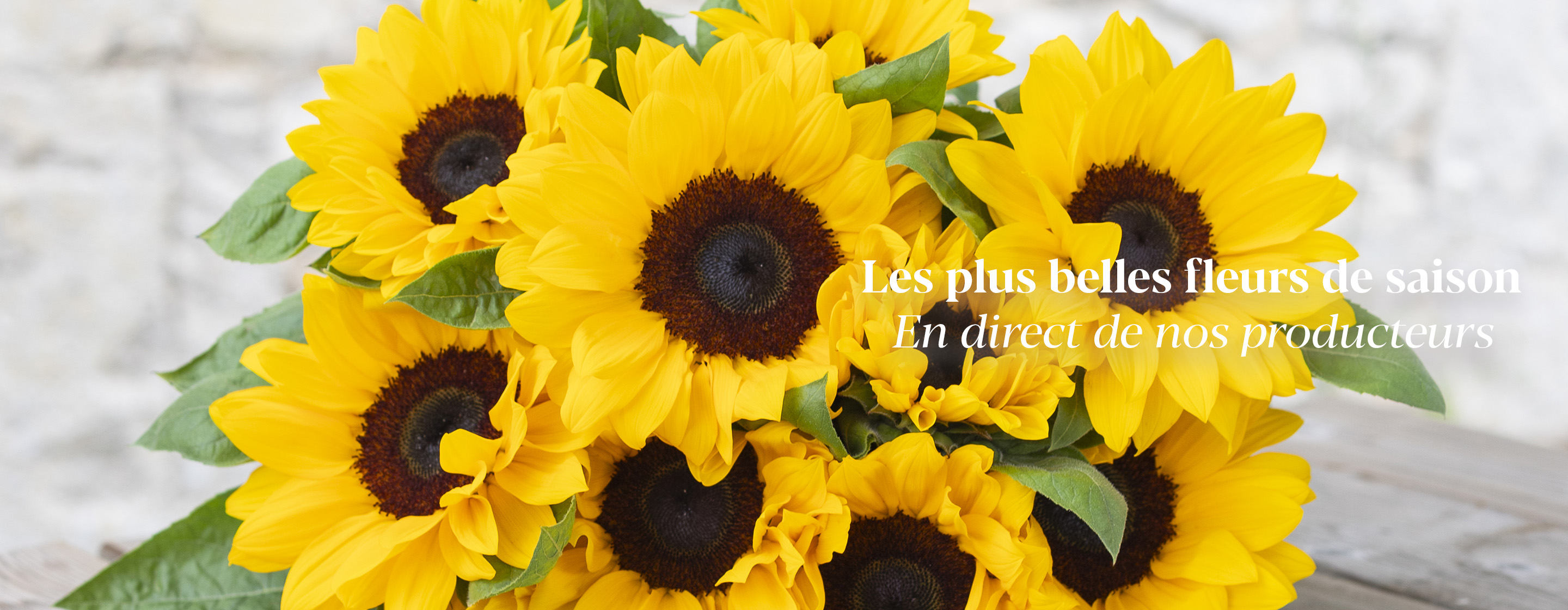 Les plus belles fleurs de saison En direct de nos producteurs