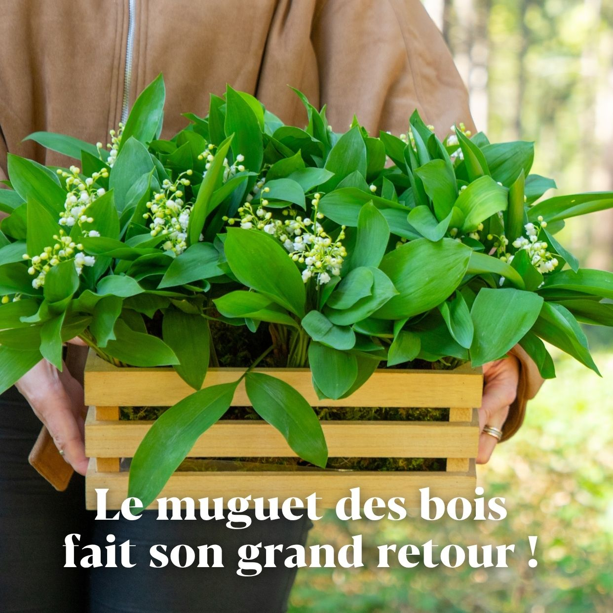 Muguet 