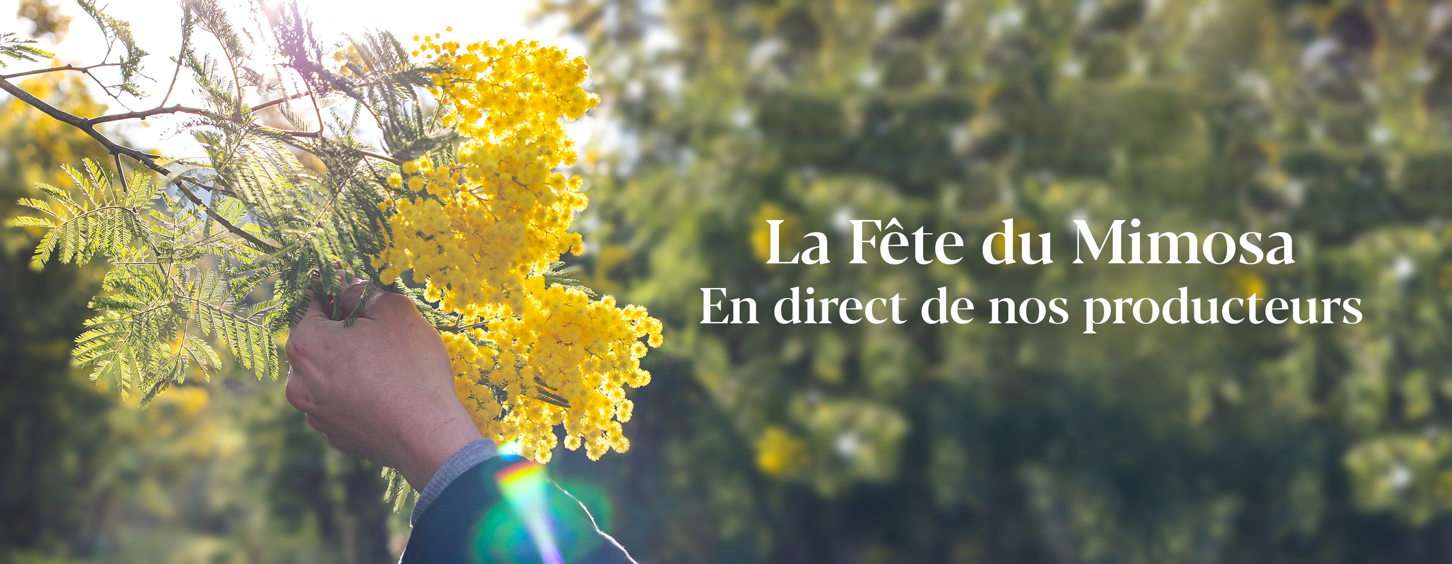 La Fête du Mimosa En direct de nos producteurs