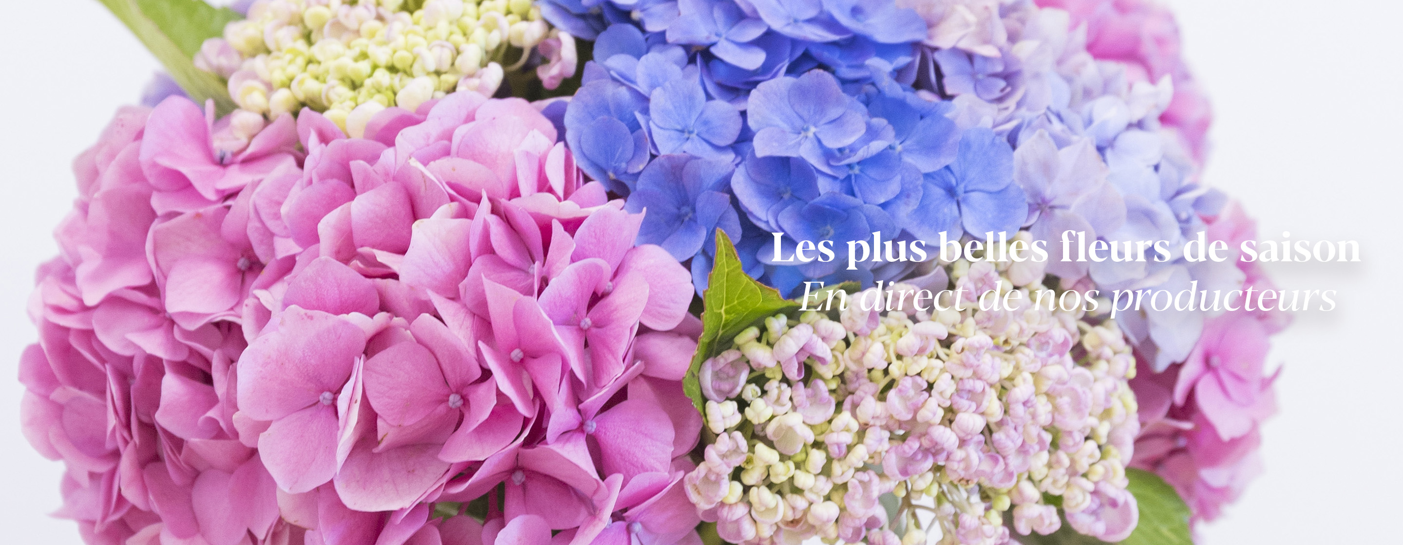 Les plus belles fleurs de saison En direct de nos producteurs