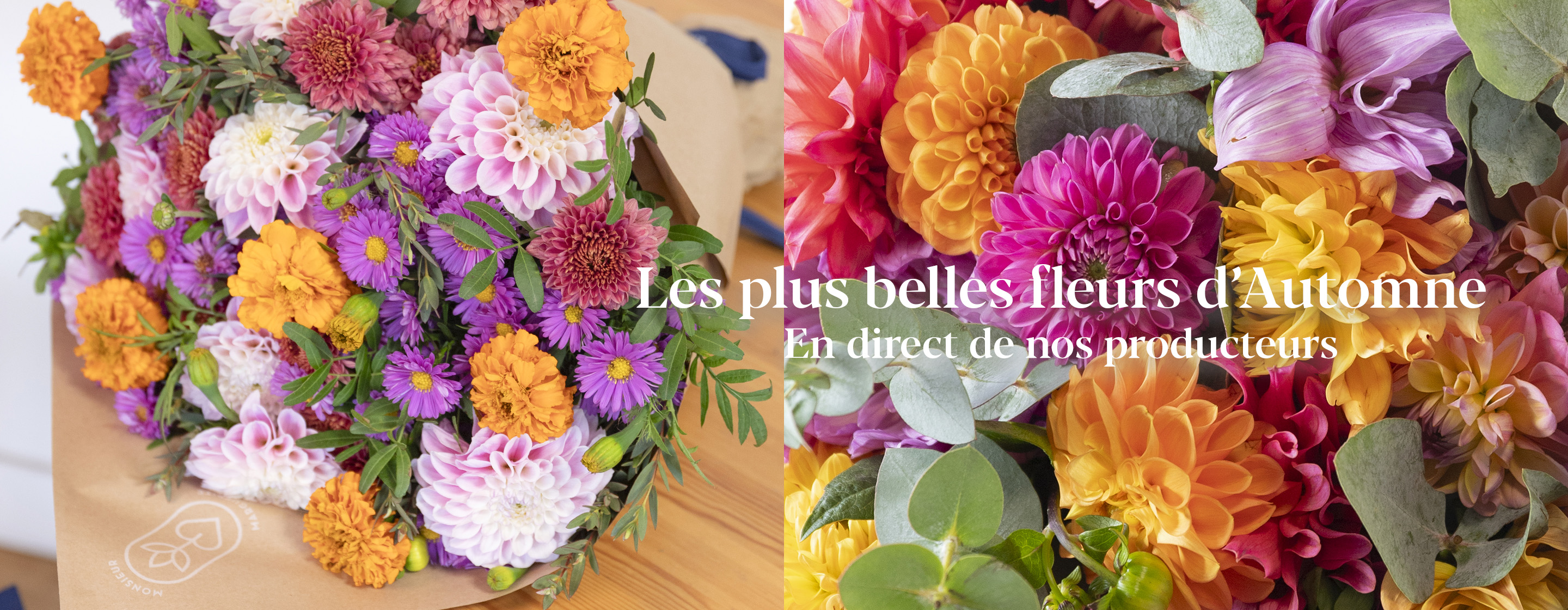 Les plus belles fleurs d’Automne En direct de nos producteurs