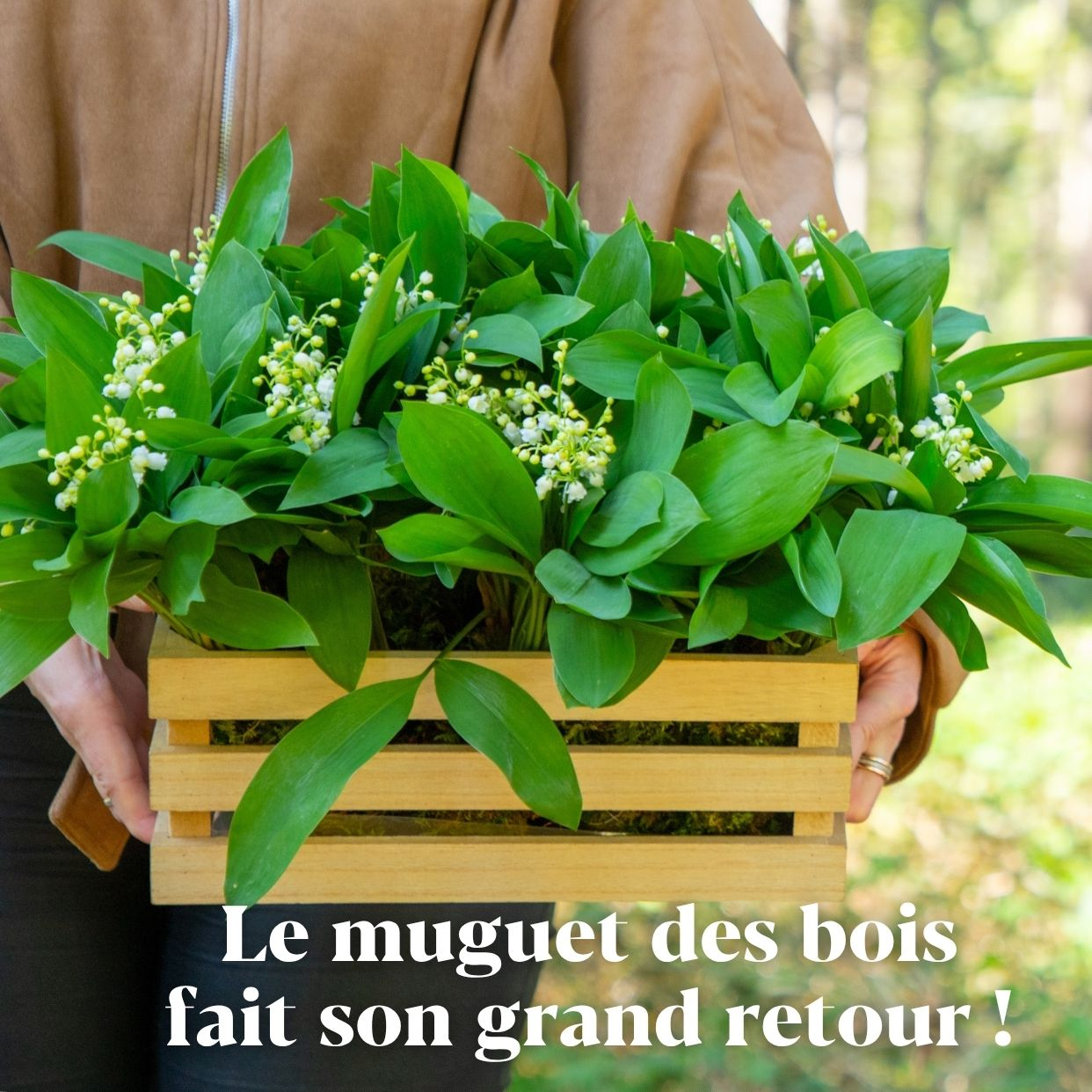 Muguet 
