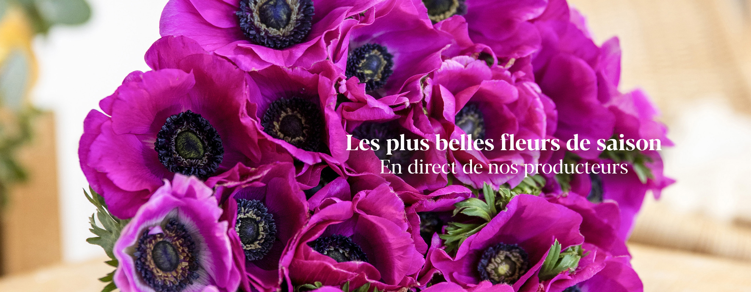 Les plus belles fleurs de saison  En direct de nos producteurs