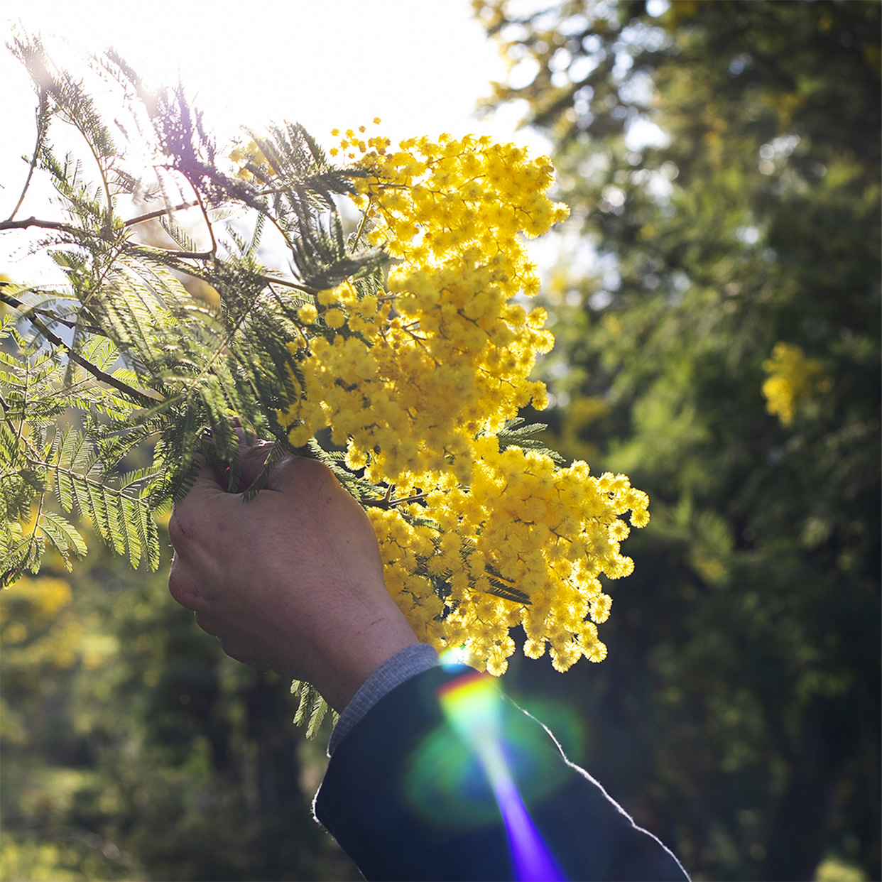 La Fête du Mimosa En direct de nos producteurs