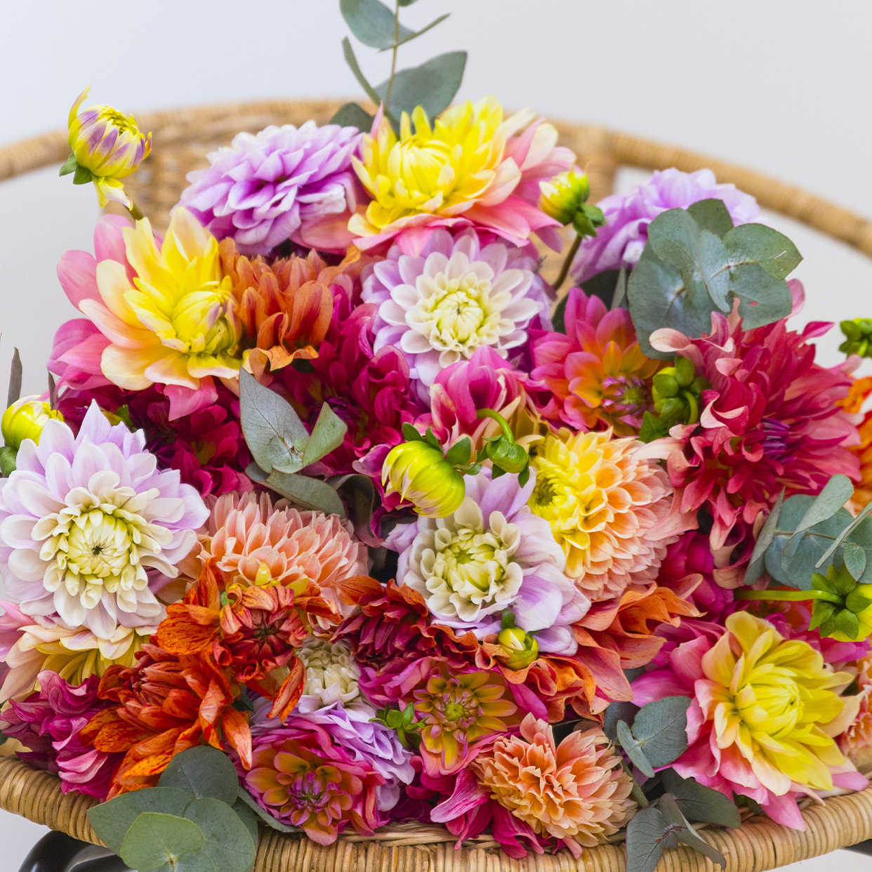 Les plus belles fleurs d’Automne En direct de nos producteurs
